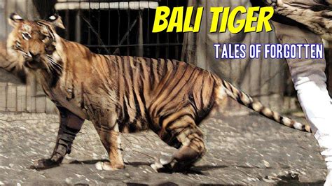 Bali Tiger - Smallest of All Tigers - YouTube