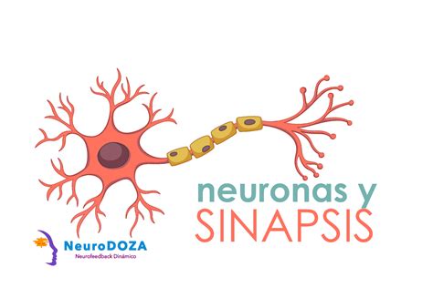 Sinapsis Sabes Como Se Conectan Tus Neuronas Neuronas En Crecimiento ...