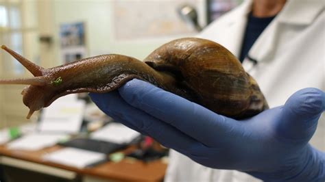 Florida officials plan to eradicate giant African land snails, again : NPR