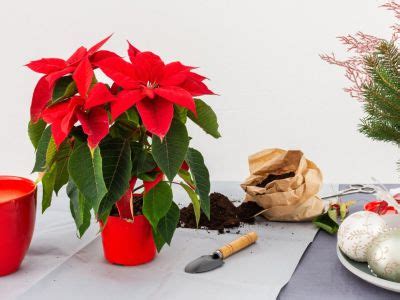 How To Revive A Poinsettia From Last Year