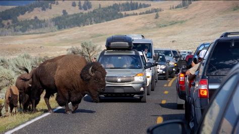 After fewer bison left Yellowstone, population set to grow | ktvb.com