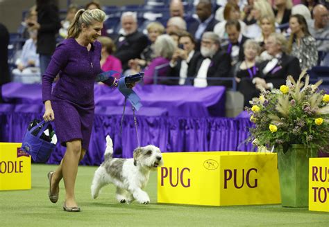 Buddy Holly wins best in show at Westminster dog show