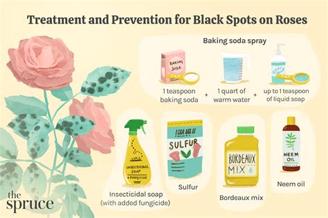 How to Treat and Prevent Black Spot on Roses