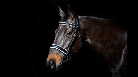 The Micklem bridle: what you need to know - Horse & Hound