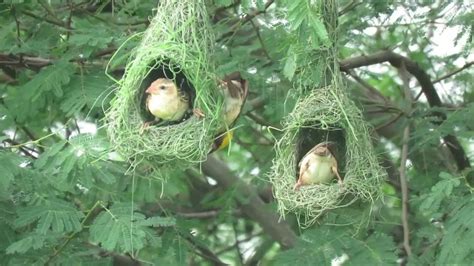 Weaver Bird Nest