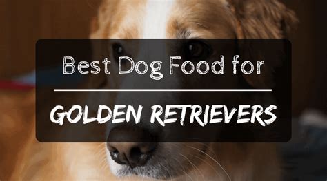 Best Dog Food for Golden Retrievers: Review & Top Picks