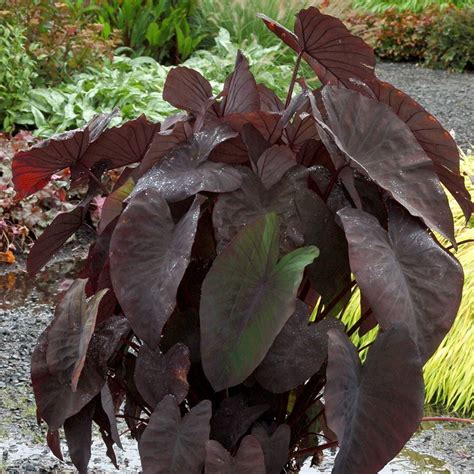 Colocasia esculenta 'Black Magic' | White Flower Farm