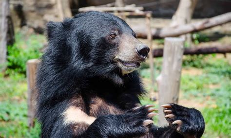 Moon Bear vs Sun Bear: What Are the Differences? - A-Z Animals