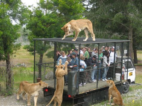 File:Orana Wildlife Park feeding lions.jpg - Wikimedia Commons