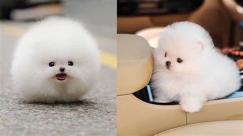 Cutest Teacup Pomeranian Puppies Compilation 5