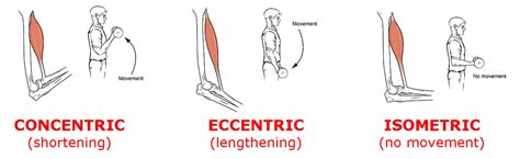 Concentric And Eccentric Training | EOUA Blog