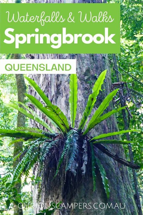 Springbrook Waterfalls & Walks | Full Guide