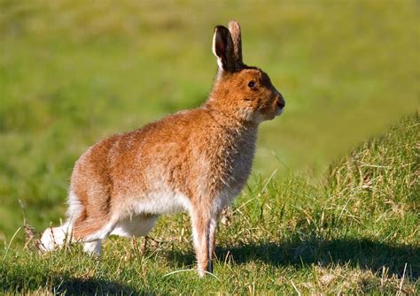 Irish Wildlife Photography: Irish Hare