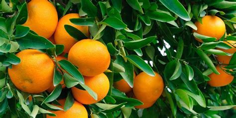 Citrus Trees for Sale | FastGrowingTrees.com