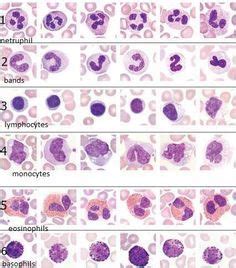 leukocytes in blood labeled - Google Search | Medical laboratory ...