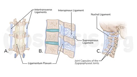 Joints of the vertebral column | Osmosis