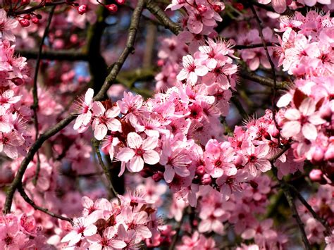 How To Grow An Almond Tree In Your Backyard - A Beginner's Guide