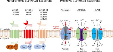 Frontiers | The role of glutamate receptors in the regulation of the ...