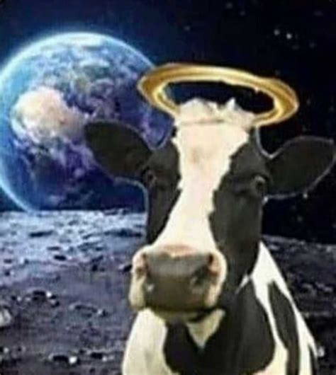 Holy Cow Meme Phenomenon Holy Cow Meme for famous with Australia ...