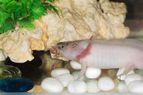 Axolotl Food: What To Feed Axolotl (And What Not To) - Embora Pets