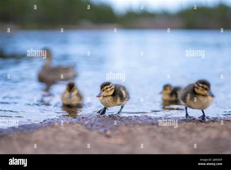 Cute Ducklings closeup portrait in water with Mallard duck Mother Stock ...