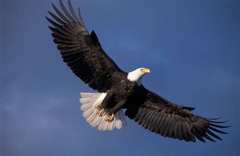 Eagle Characteristics that make them Great Symbolic Animals