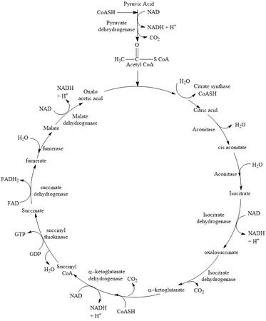 Diagram all the steps in glycolysis and the Krebs cycle including the ...