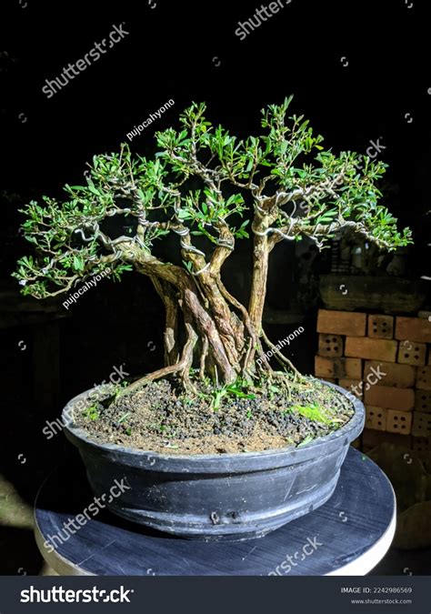 Cendrawasih Bonsai Phyllanthus Myrtifolius Myrtle Leaf Stock Photo ...