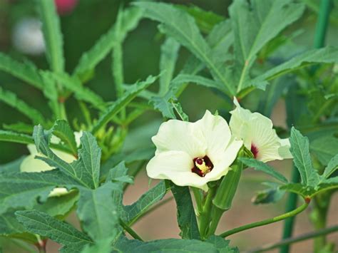 Information On Growing Okra And Harvesting Okra