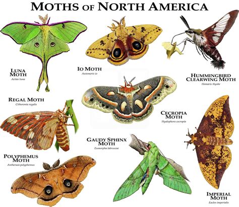 Moths of North America Poster Print | Etsy | Moth, Poster prints, Moth ...