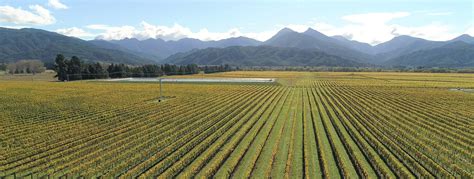 Wairau Valley Vineyards • Wholesale investors opportunity • MyFarm ...