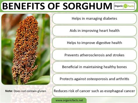 7 Surprising #Benefits Of #Sorghum: Unbiased info on nutrition ...