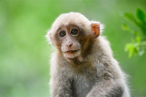 Assam macaque (Macaca assamensis)