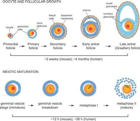 Oocyte Structure