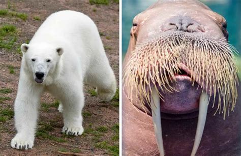 Walrus vs. Polar Bear: Who Would Win? - Animal Kooky