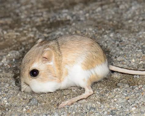 Desert Kangaroo Rat - Facts, Diet, Habitat & Pictures on Animalia.bio