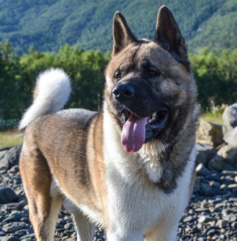 The History and Characteristics of the Akita Dog Breed - PetHelpful