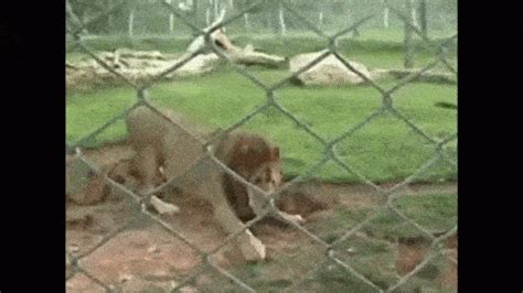 Watch this lion feel earth and grass beneath his feet for the first ...