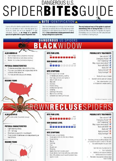 Spider Bites Guide (Infographic)