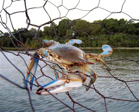 Bay Blue Crab Season Kicks Off! Here are the Rules… | Chesapeake Bay ...