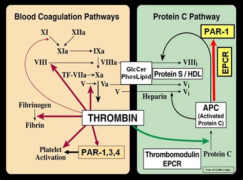 File:Blood Coagulation and Protein C Pathways.jpg - Wikimedia Commons