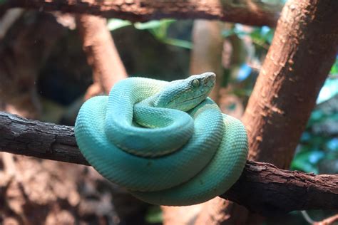 Found this guy at the Nashville Zoo last week : snakes