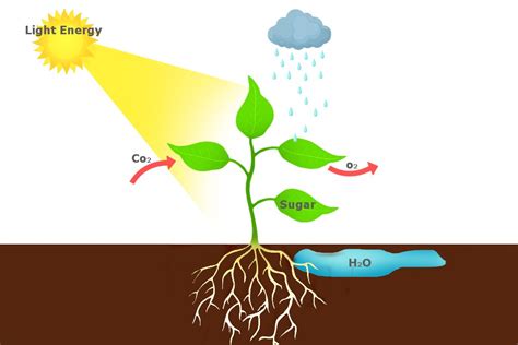 Heterotrophs And Autotrophs Study Guide - Inspirit Learning Inc