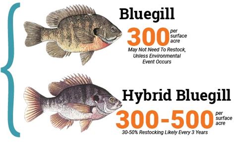 Bluegill vs. Hybrid Bluegill - Wisconsin Lake & Pond