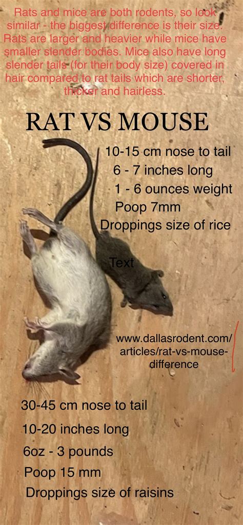 How to tell difference between Rats & Mice | Rat vs Mouse Pictures ...