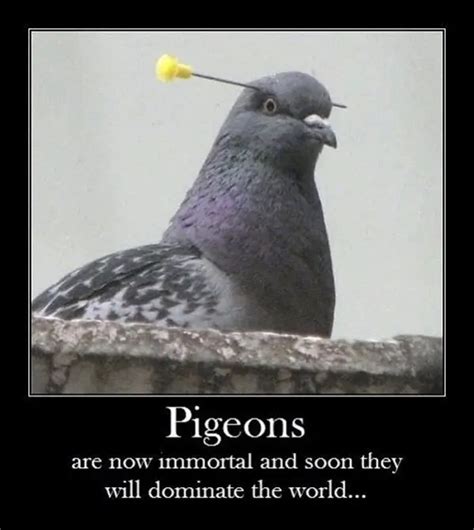 Pigeon Puns