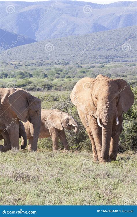 Herd of African Elephants Loxodonta Africana Browsing, Addo Elephant ...