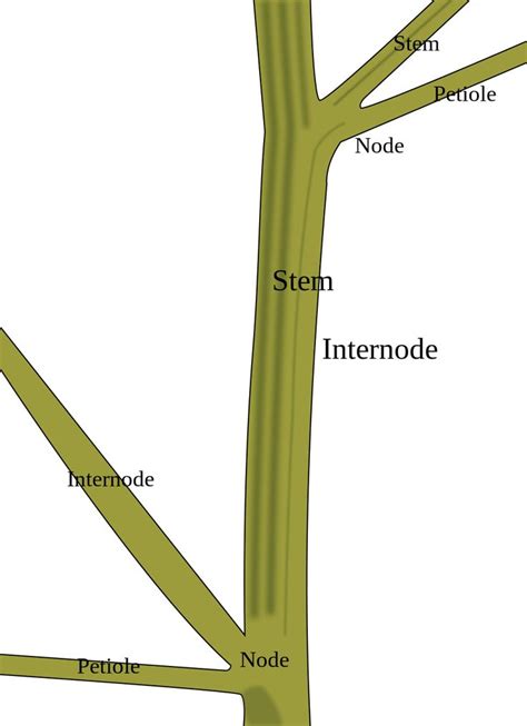 nodes plant - Google Search | How to grow taller, Prune, Harvest