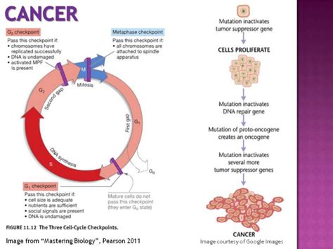 Cancer Cell Cycle Diagram