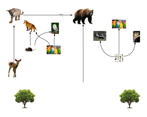 Food web - Temperate Deciduous Forest Biome